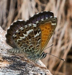 Canary Blue (male) - Cyclirius webbianus © Teresa Farino